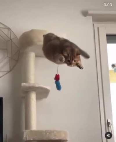 Бодрость духа, грация и пластика...