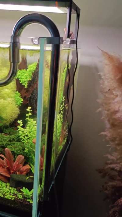 Thought that was a big mosquito at first...