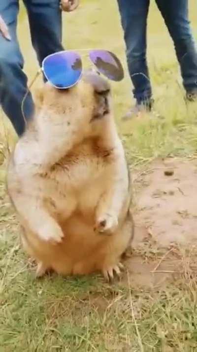 You will never be as cool as this Marmoset