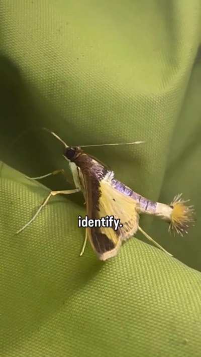Guy camping in the Amazon has leaf cutter ants destroying his tent and everything he owns.