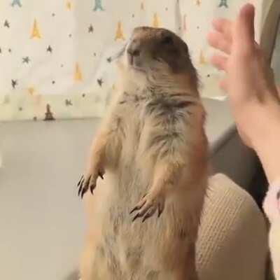 Оооу как мило он просит погладить еще немножко