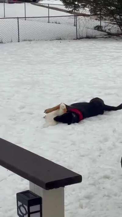 Pretty good frens enjoying the snow and some outdoor playing