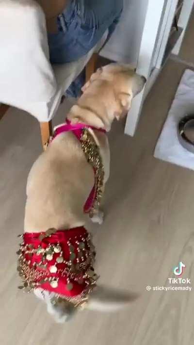 Labs are just the best dogs!