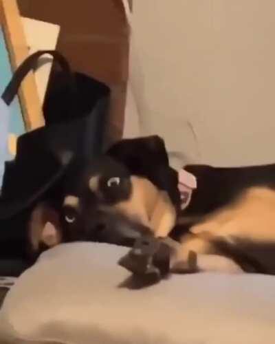 Do dogs dying inside count?