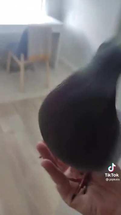 Siguen sin parchear el palomatruco🤬🤬