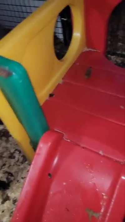 Zoey is thrilled with her new treats- sweet potato sticks wrapped with duck jerky! Nom nom!