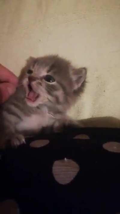 My trash baby. Still super smoll and fragile, weighs half of what he should for his age. I wake up every 1-2 hours to feed him and check upon him. But on his way to become big and healthy cat :)