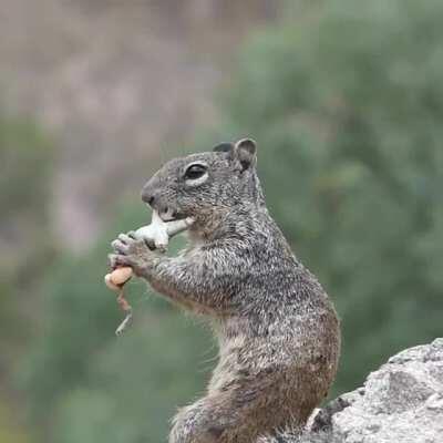 That's one interesting looking nut ya got there..