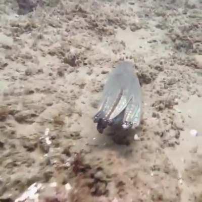 This is how octopuses use camouflage in the wild