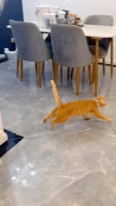 What did you do to the cat now?