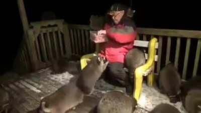 A man feeds his trash pandas