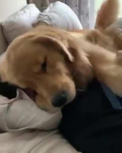 Golden Cuddle is irreplaceable.