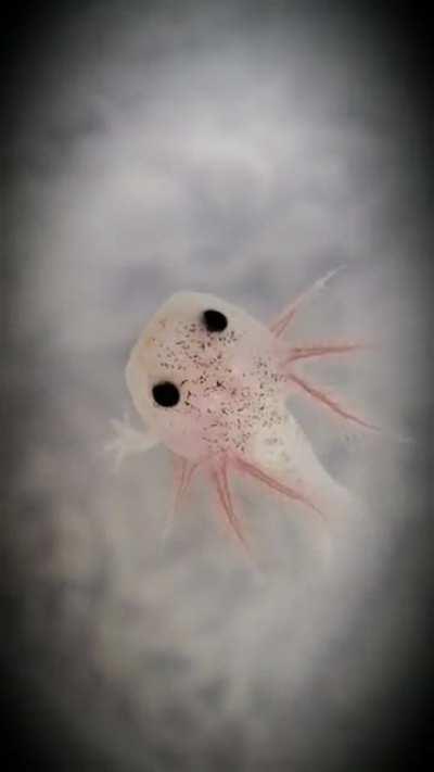 Teeny baby dirty lucy practicing her pirouettes. 😄🥰