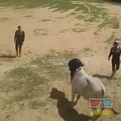 This guy has an interesting method for taming bulls