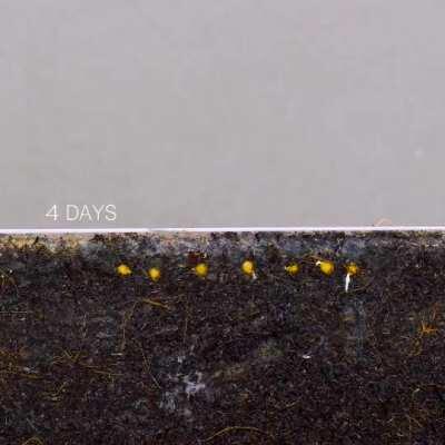 This is how cherry tomato seeds grow