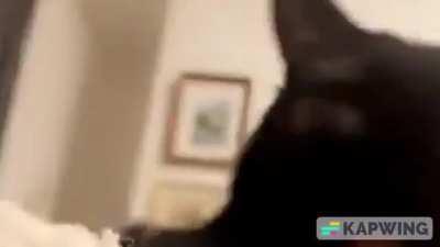 DAILY DOSE OF JINX THE CAT