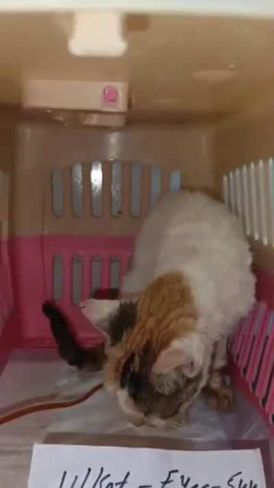 Pain took her teeth, hunger took her strength but hope is still alive. Please pray for her healing and support her treatment if you can. Every little help matters.