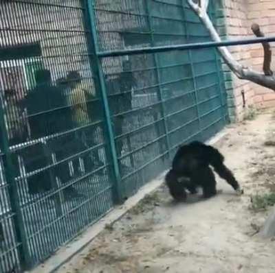 My chimpanzees need me