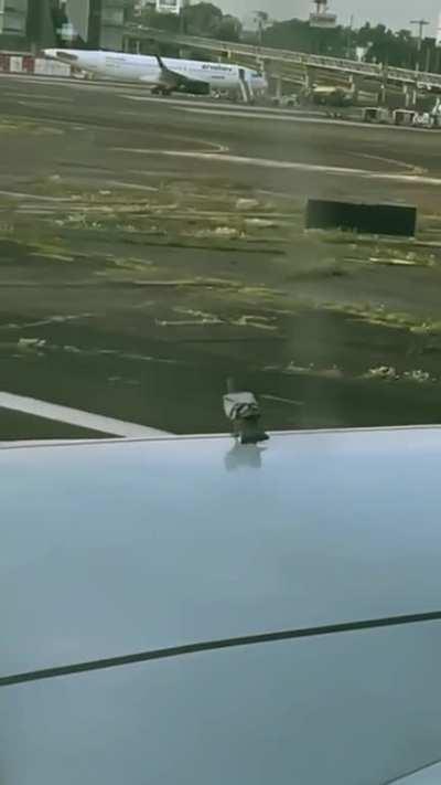 Pigeon underestimated the plane’s speed