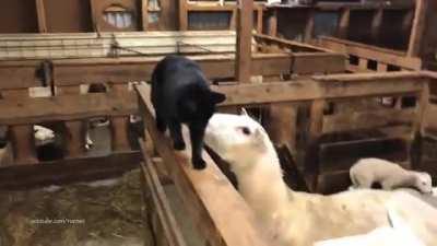 Sheep gets revenge on cat