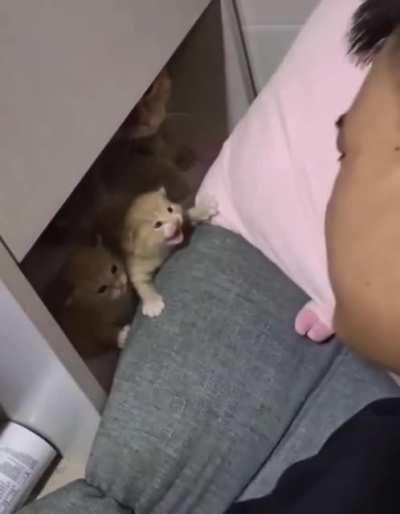 smol cat protecting his family from invaders