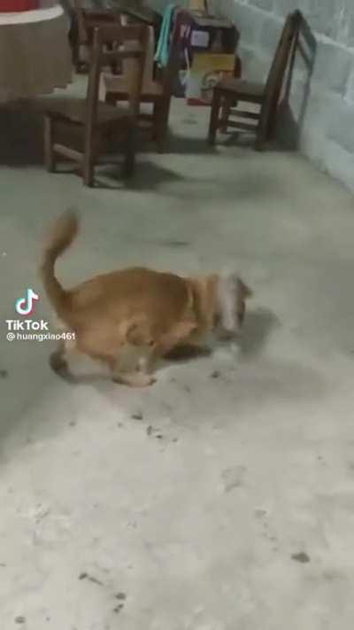 Descanse em paz, meu mano Mickey...