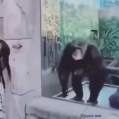 I beat expert chimps maps | Me: Very Happy | My Monkeys: