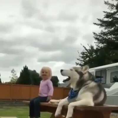 Husky singing in the backyard