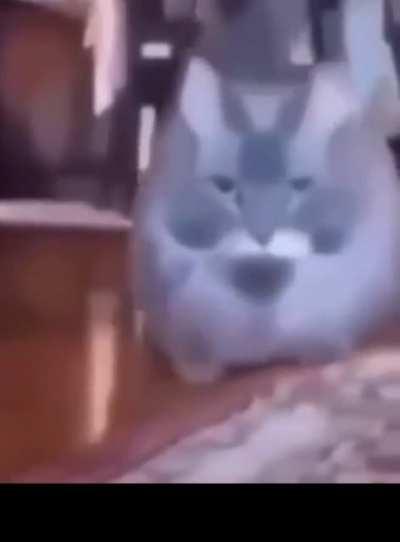 A morbidly obese cat walking toward your toes