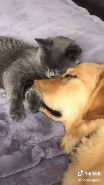 Snuggles Level 100 unlocked! (Tiktok Video)