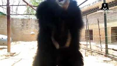 Charging Sloth Bear - feared in India and now you know why (sound - on)