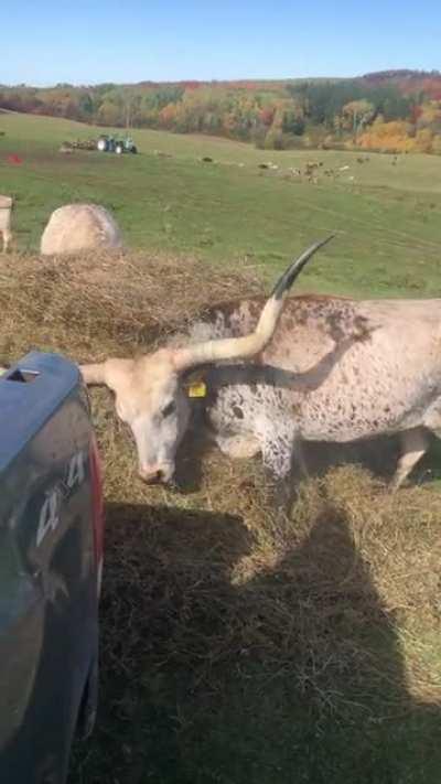 Snacks are brushes too