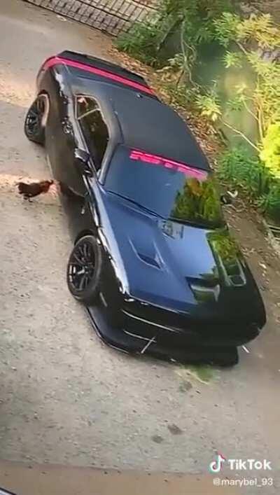 How fried chicken became popular