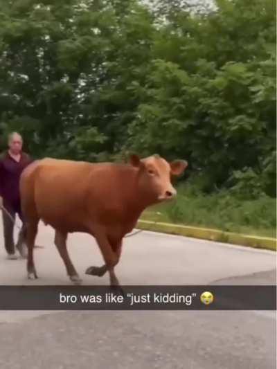 Bro Just messing around pt 2: Cow's revenge