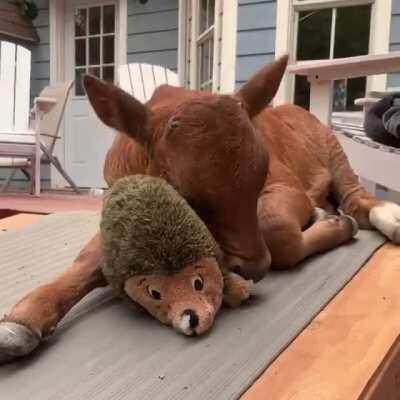 Lewis and his hedgehog toy