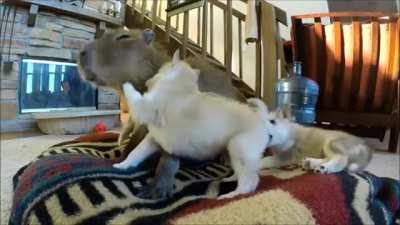 The perfect babysitter