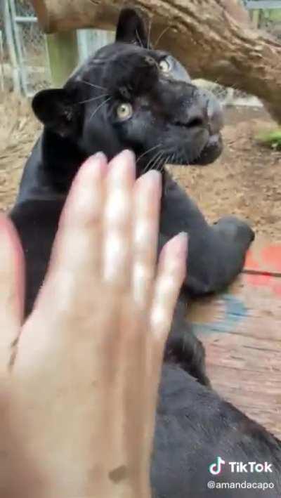 Big cats can be played like bongos too.