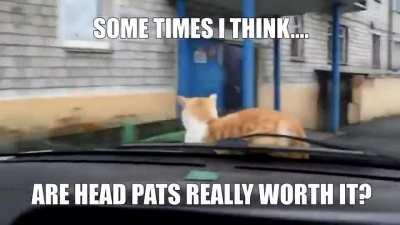 The cat is living da life.....