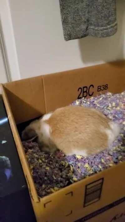 Gave my bunny a digging box to help with his habit of tearing up my carpet, safe to say I think he loves it!!