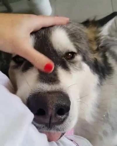 Affectionate and gentle animal