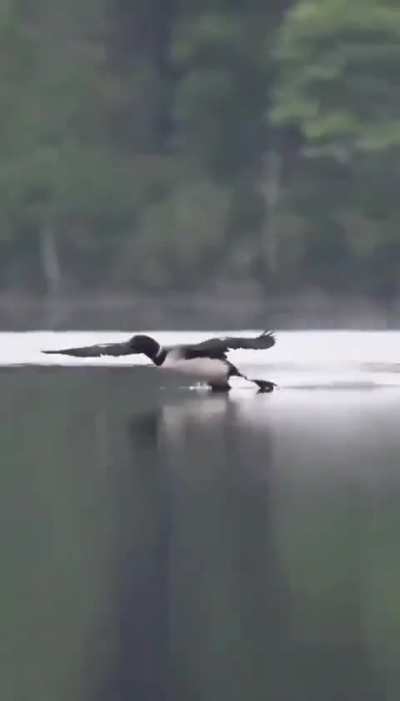 Bird 🦆 makes perfect landing