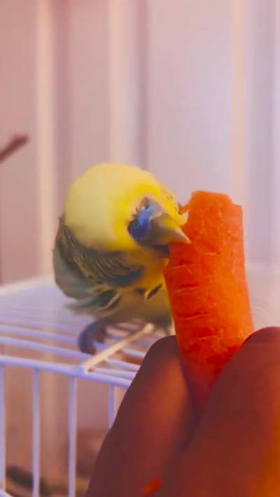Does anyone else’s birb choose 2% munch & 98% destruction? 😂