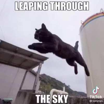 kittens but don't stop me now