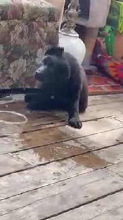 Stop mocking me hoomin