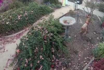 Random neighborhood cat jerk