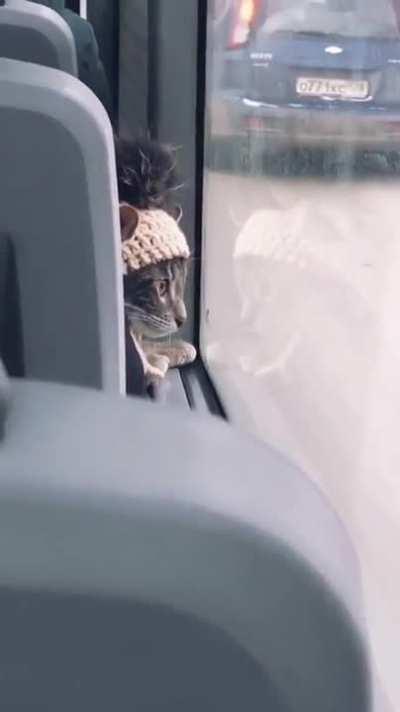 this very well-mannered passenger