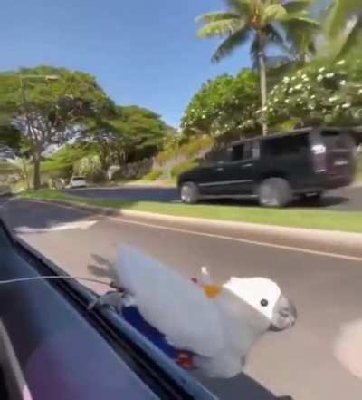 Living his best life!