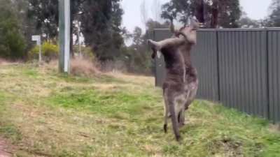 Kangaroo throws his opponent through the barricade