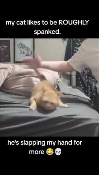 Lady. Your cat is a HO!