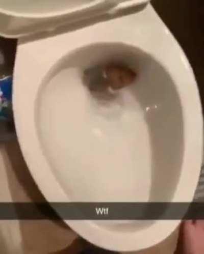 Guy flushed a living hamster down the toilet